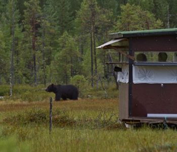 Wildernis Lodge Wildernis Lodge, Taiga wouden, Oost-Finland
