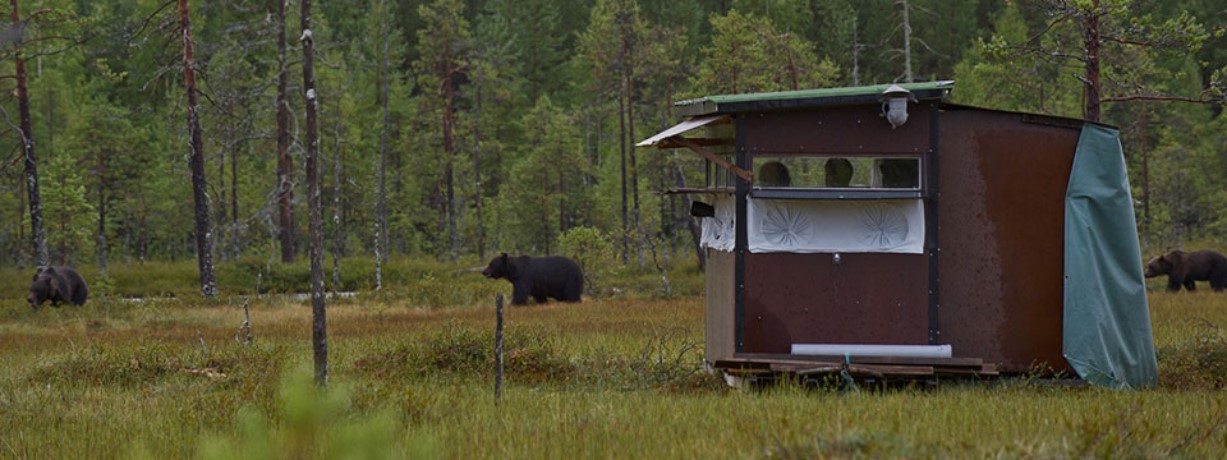 Wildernis Lodge, Taiga wouden, Oost-Finland