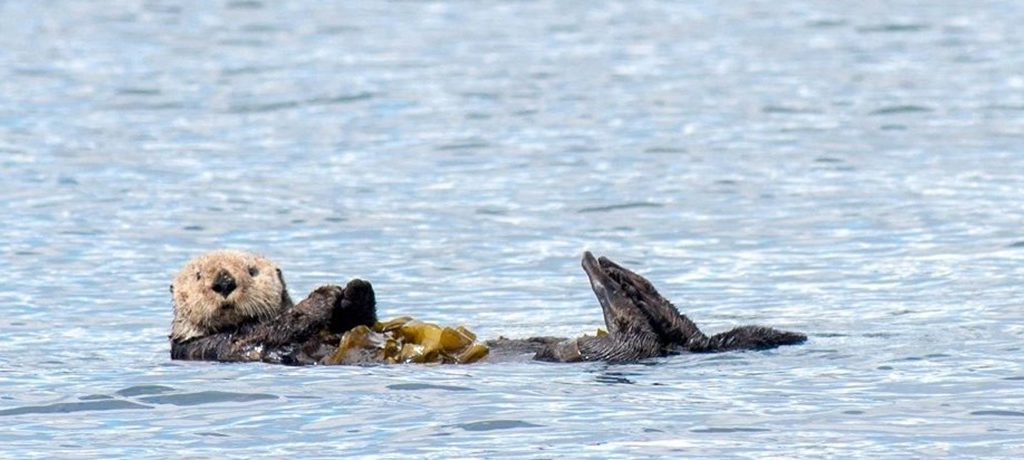 KwaLilas Hotel Otter
