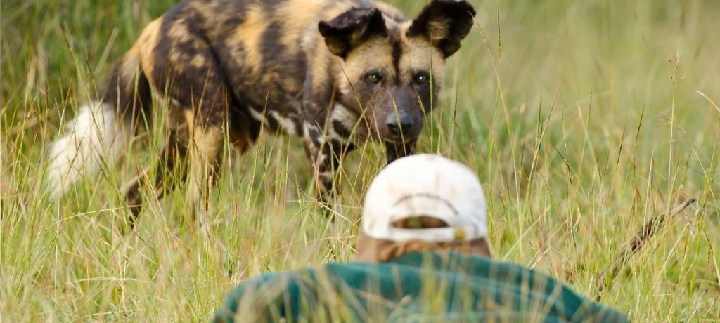 Laikipia Wilderness Tented Camp