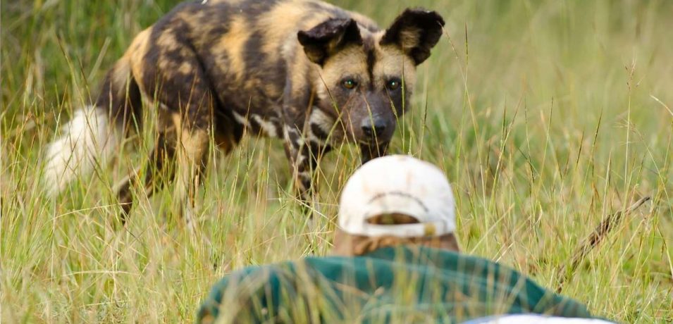 Laikipia Wilderness Tented Camp