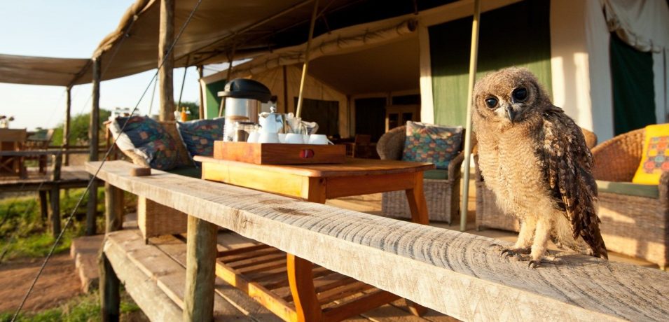 Laikipia Wilderness Tented Camp