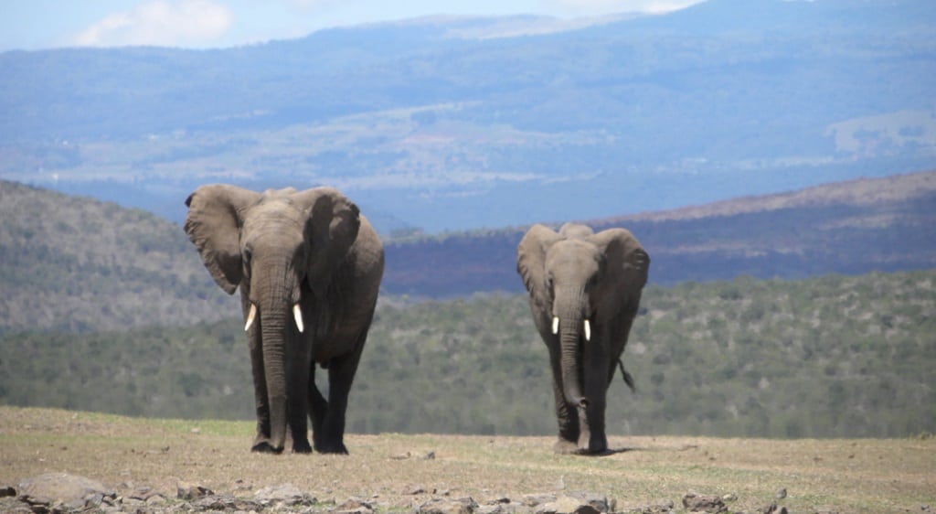 Laikipia - olifanten en Aberdares