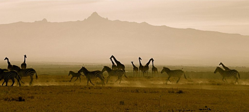 Zebra, Giraf, Laikipia, Kenia
