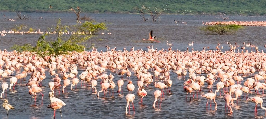 Lake Baringo