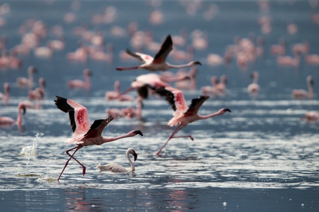 Lake Bogoria