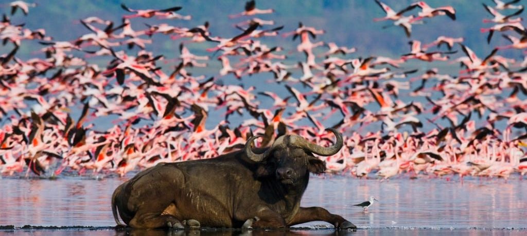 Lake Bogoria