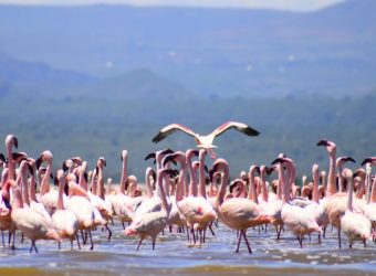 Flamingo's