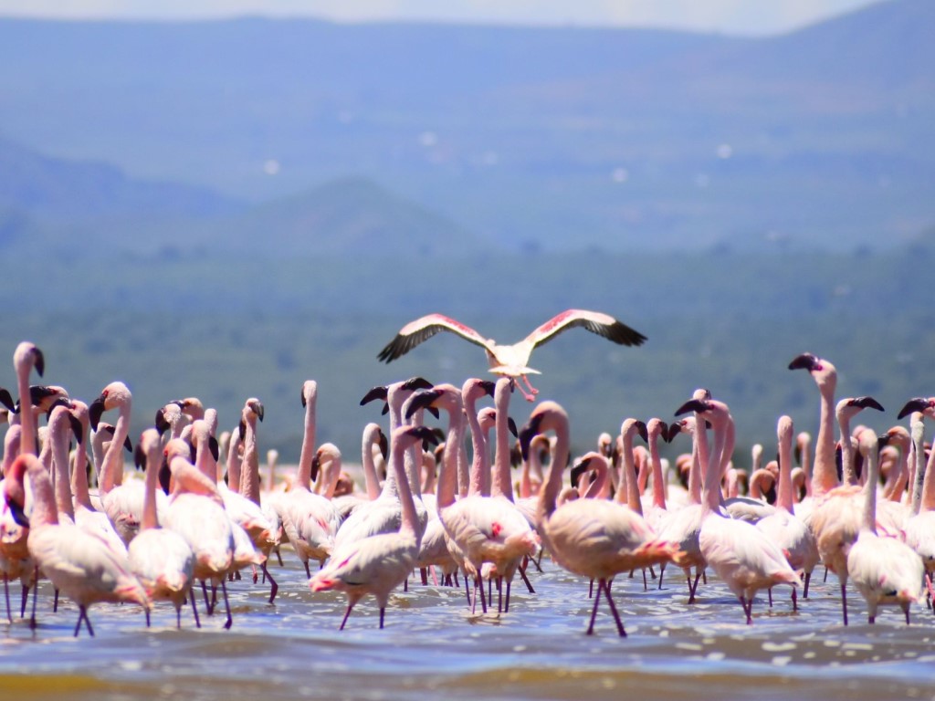 Flamingo's