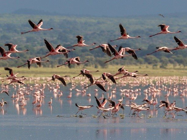 Lake Manyara flamingo's