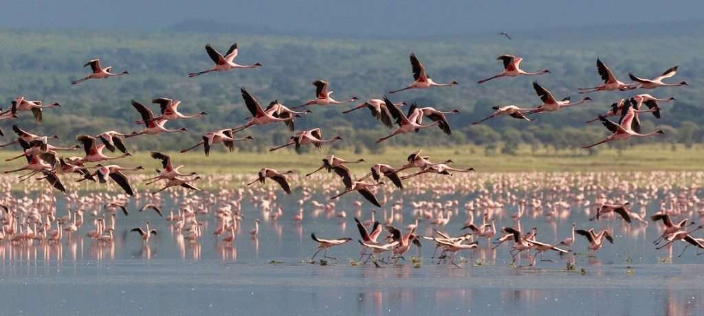 Lake Manyara flamingo's