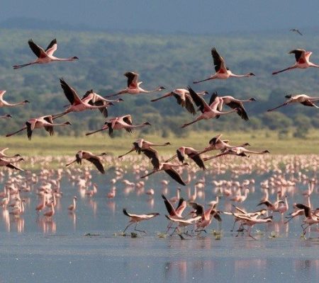 Tanzania reizen specialist, Rondreis noord en zuid Tanzania