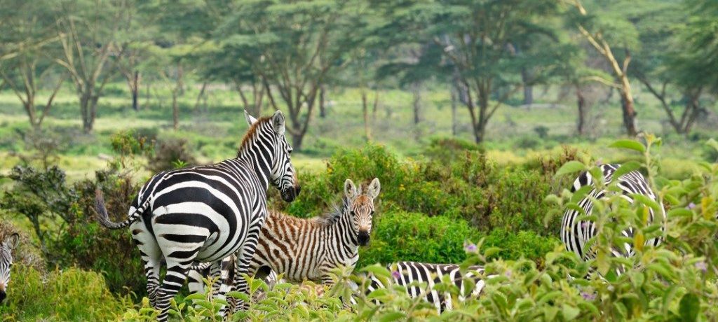 Lake Naivasha