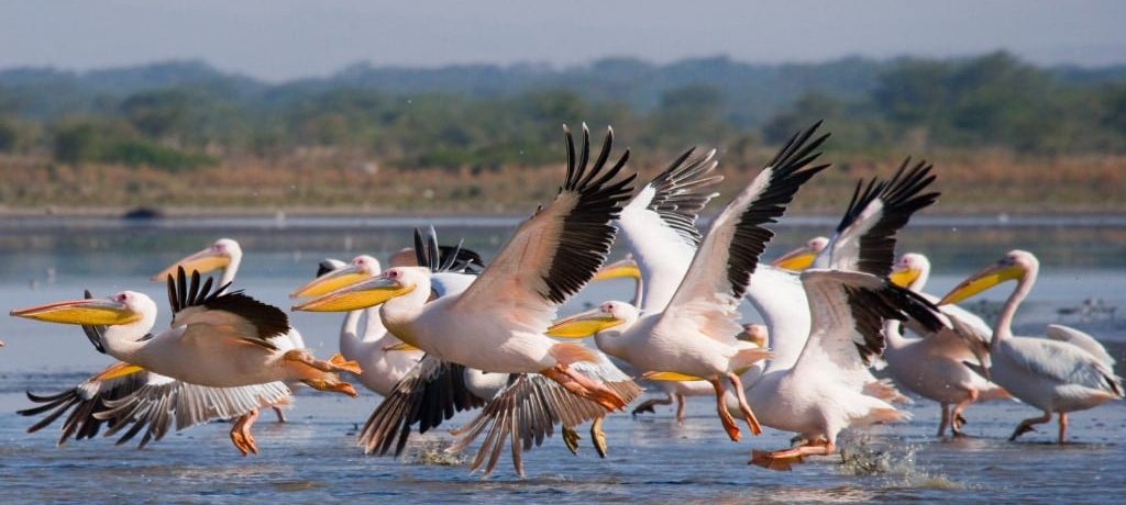 Lake Nakuru