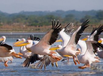 Lake Nakuru