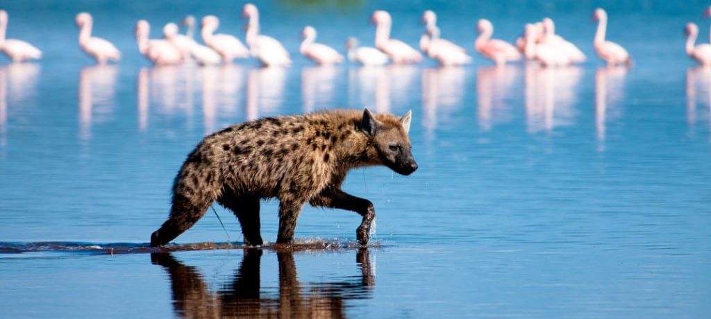 Lake Nakuru, Rondreis Kenia