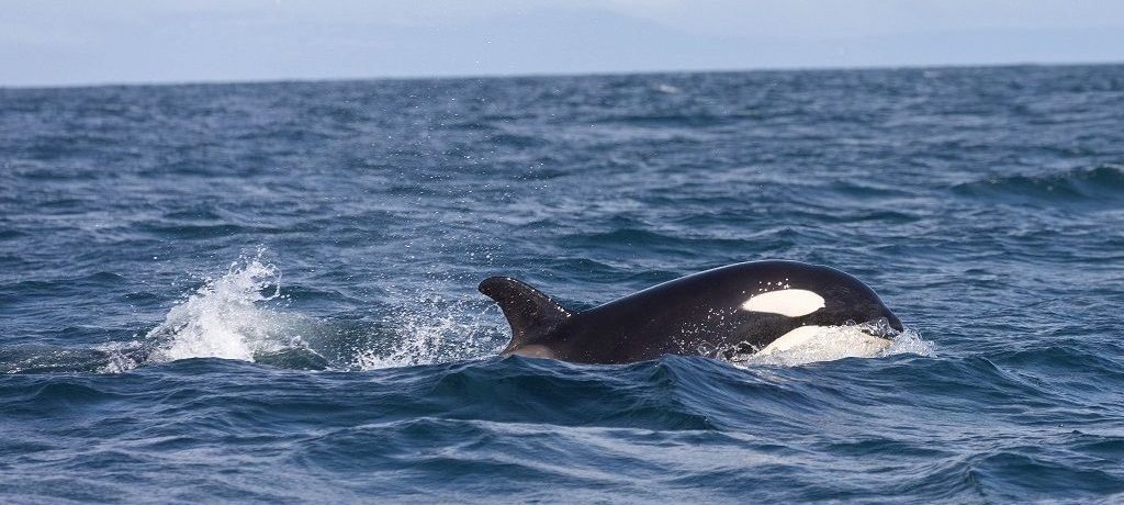Orka's IJsland reis