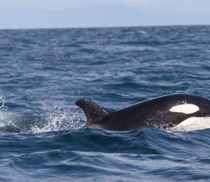 Orka's IJsland reis