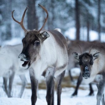 Rendier Lapland