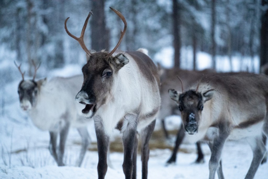 Rendier Lapland