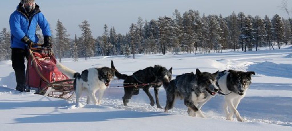 Lapland Sleddog Adventures (2)