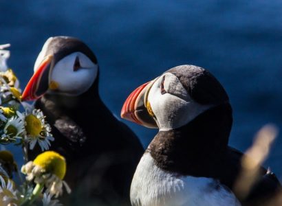 Papegaaiduikers IJsland