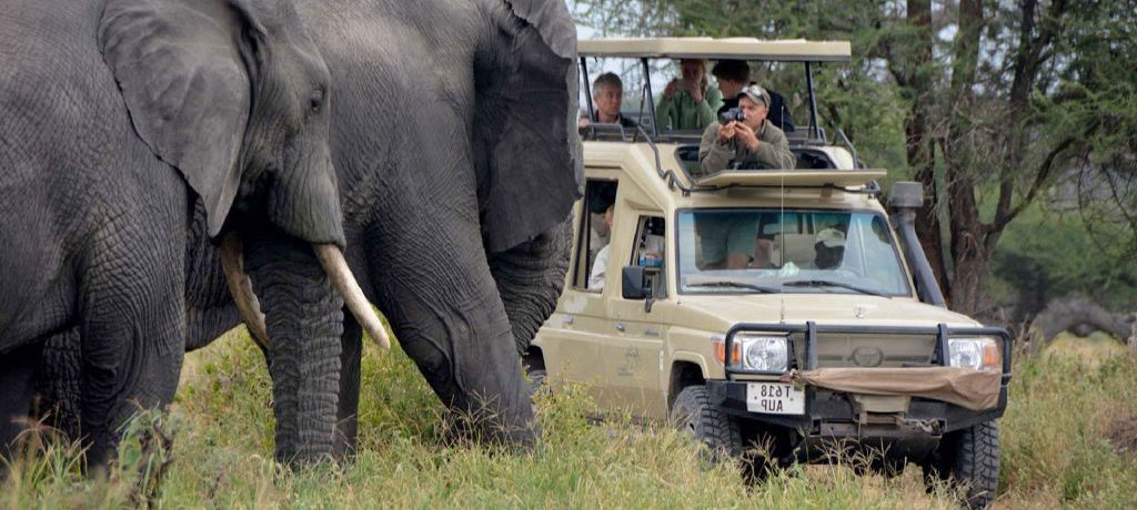 Olifant, Legendary Serengeti Legendary Serengeti, Afrika reizen specialist