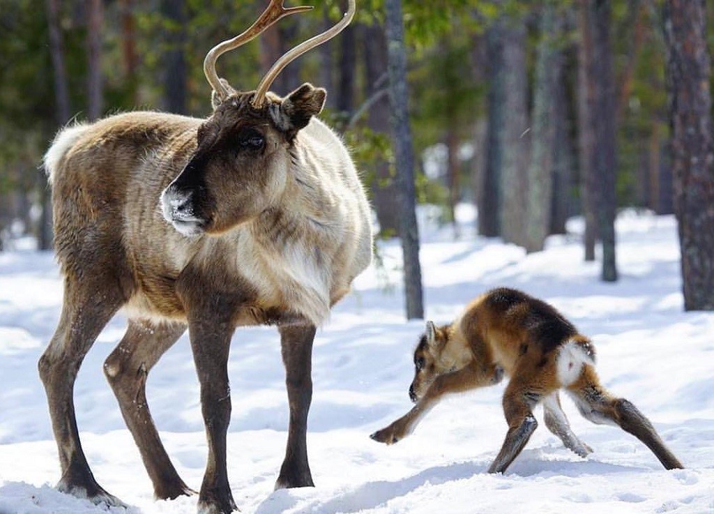 Levi Spirit, Fins Lapland, Finland