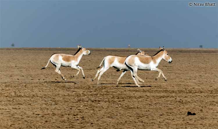 Little Rann of Kutch