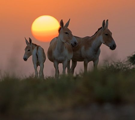 Little Rann of Kutch, West India