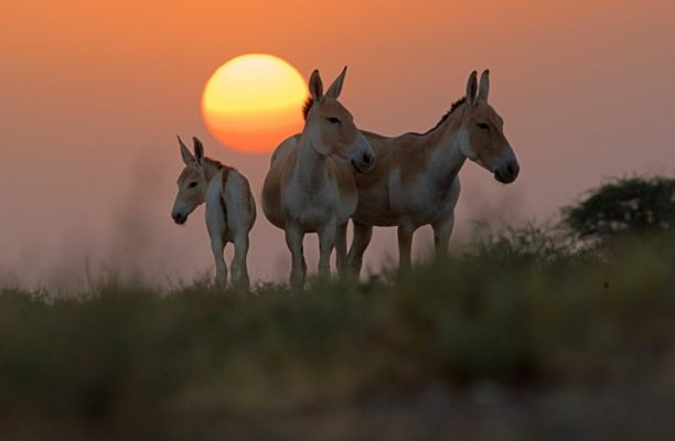 Little Rann of Kutch, West India