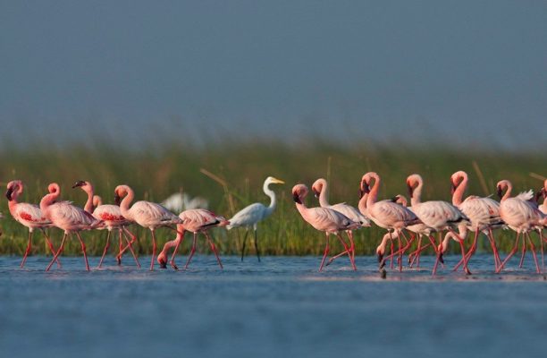 Little Rann of Kutch