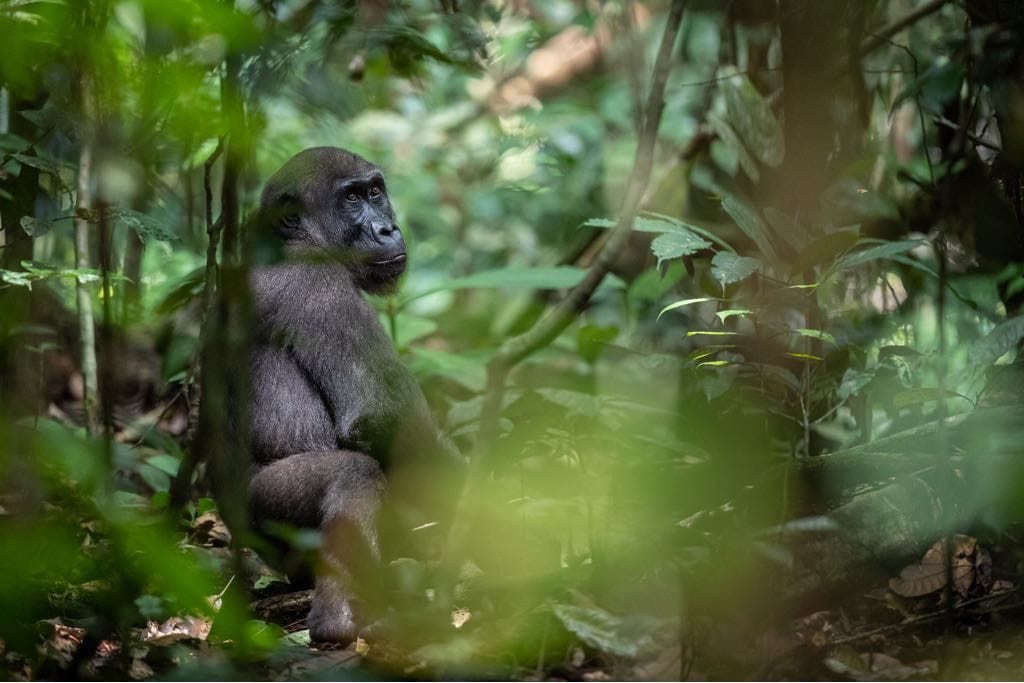 Rondreis Gabon en São Tomé e Principe. Loango
