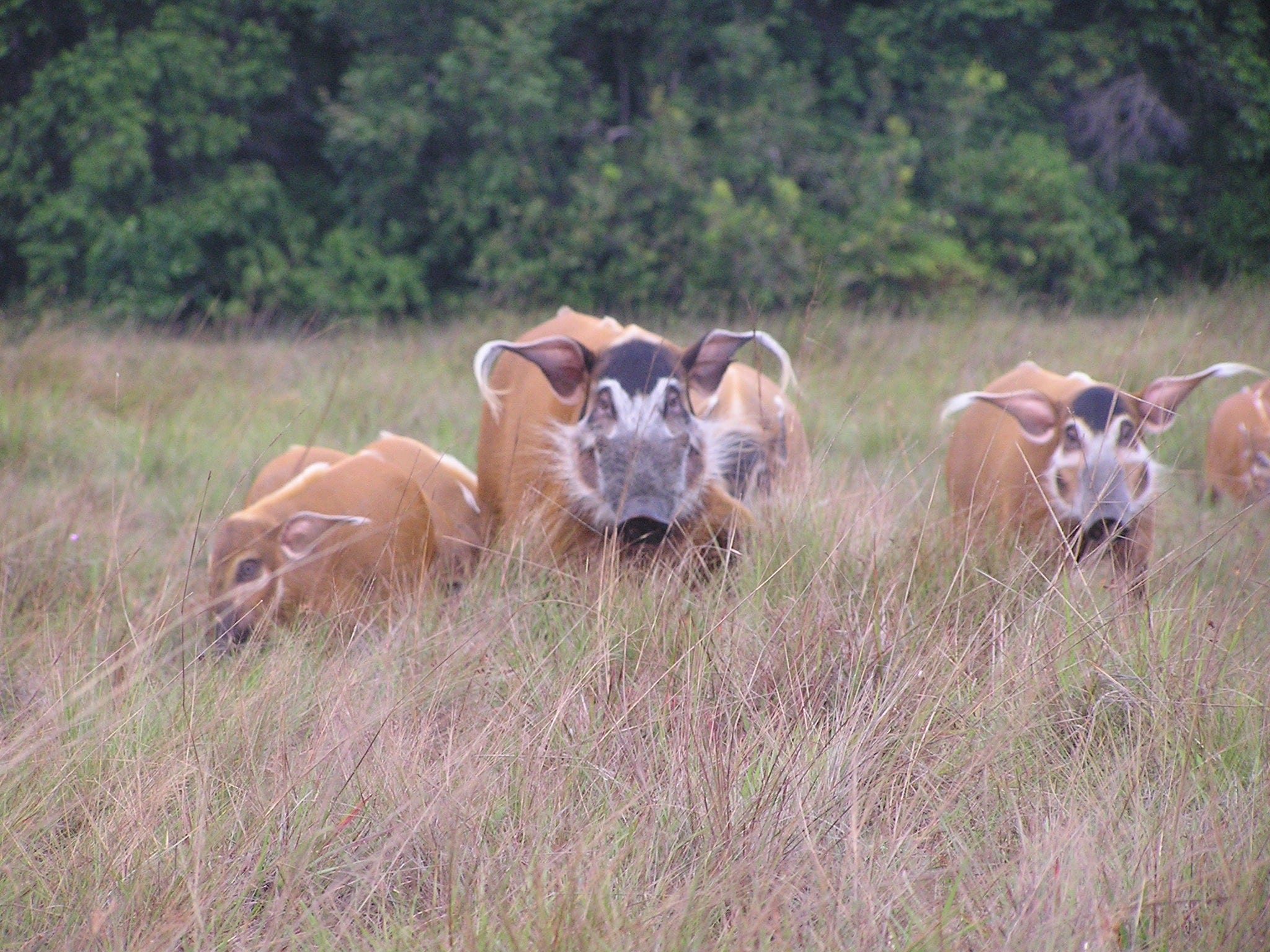 Loango National Park, Gabon