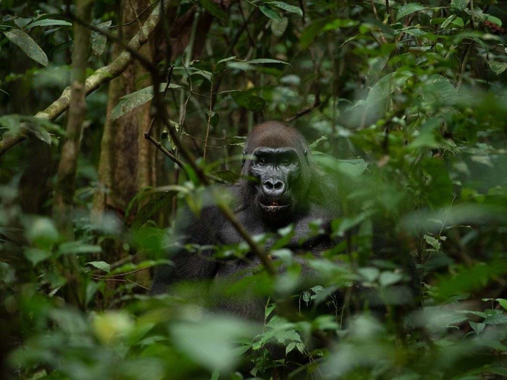 Loango National Park reis