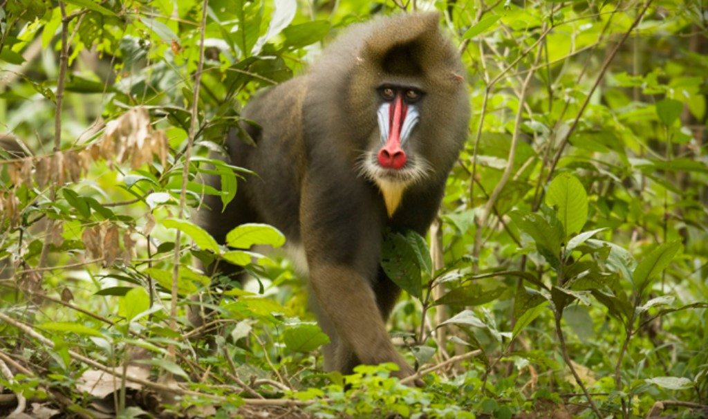 Lopé National Park, Gabon