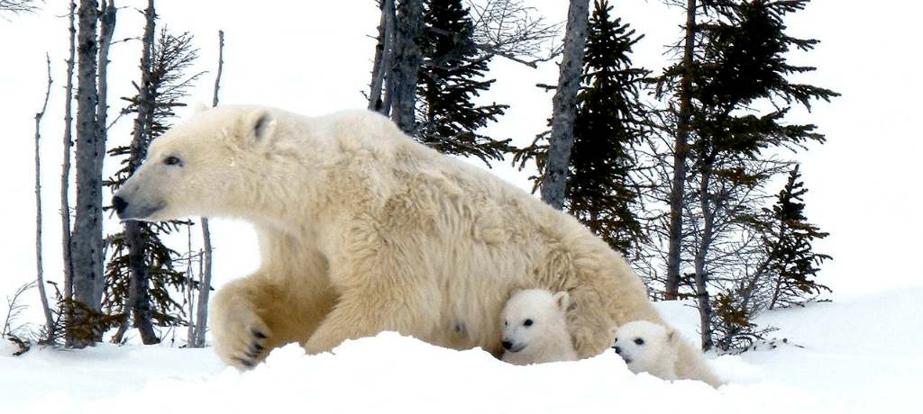 IJsberen moeders met pasgeboren jongen