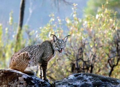 Lynx in Sierra Monera