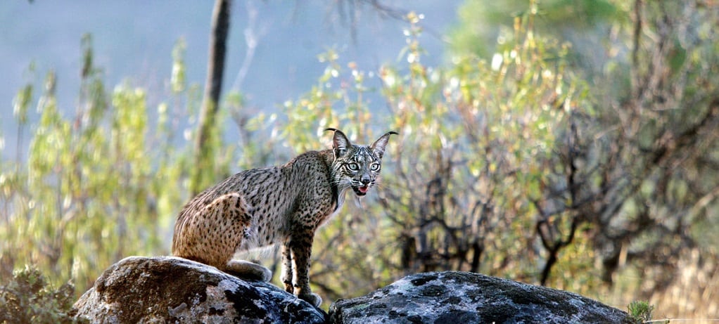 Lynx in Sierra Monera