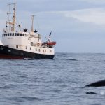 Snorkelen met orka's per schip in Tromsø