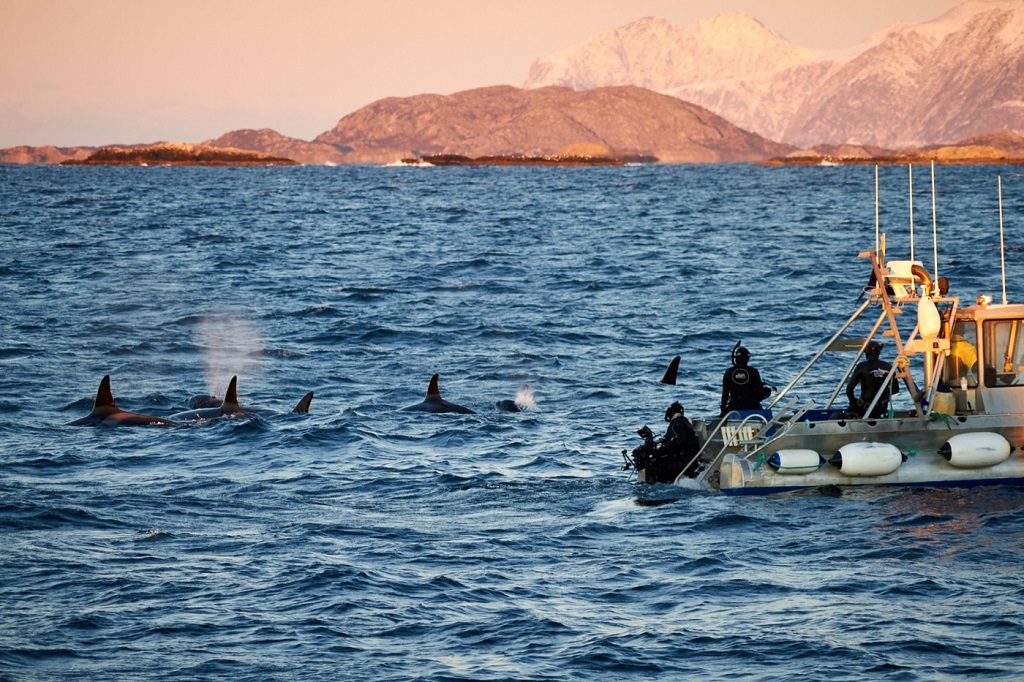 Snorkelen met orka's, MS Sula, Tromso, Noorwegen