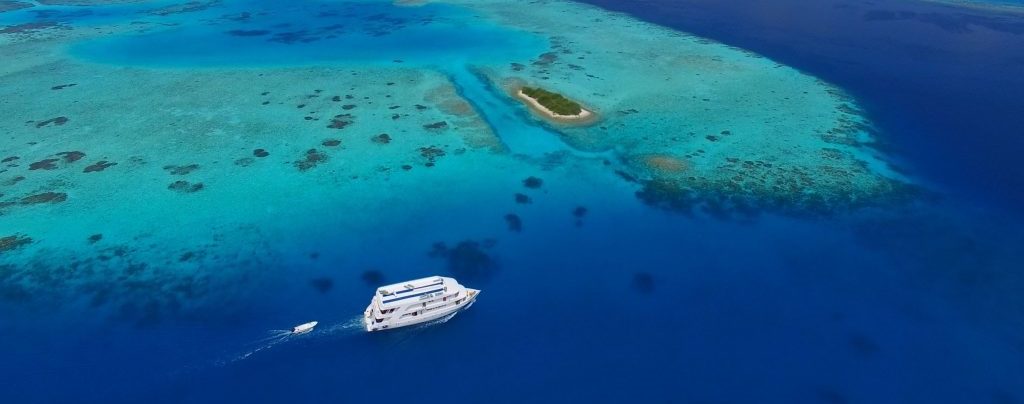Wat te doen op de Malediven, cruise walvissen