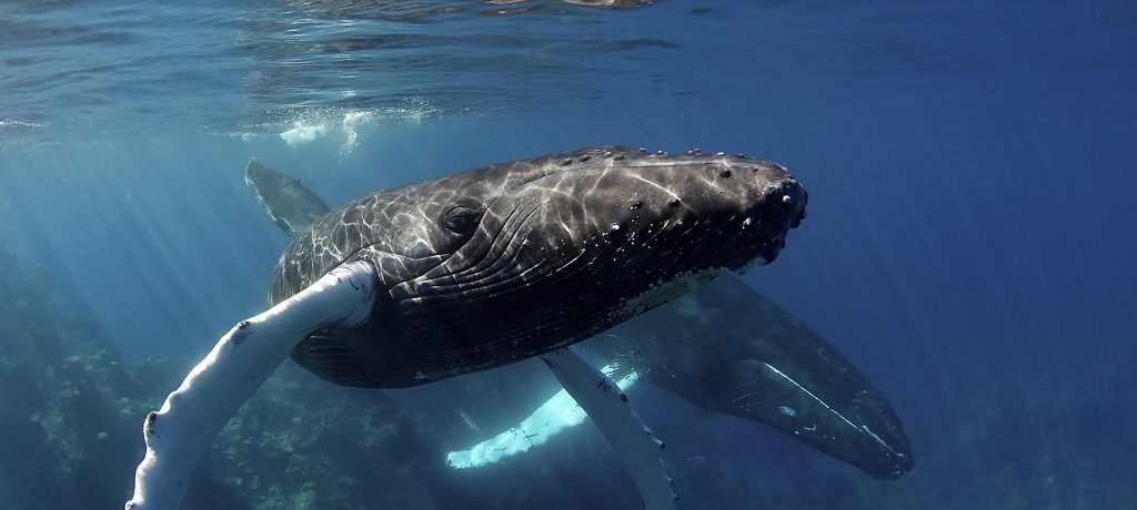 Snorkelen Dominicaanse Republiek