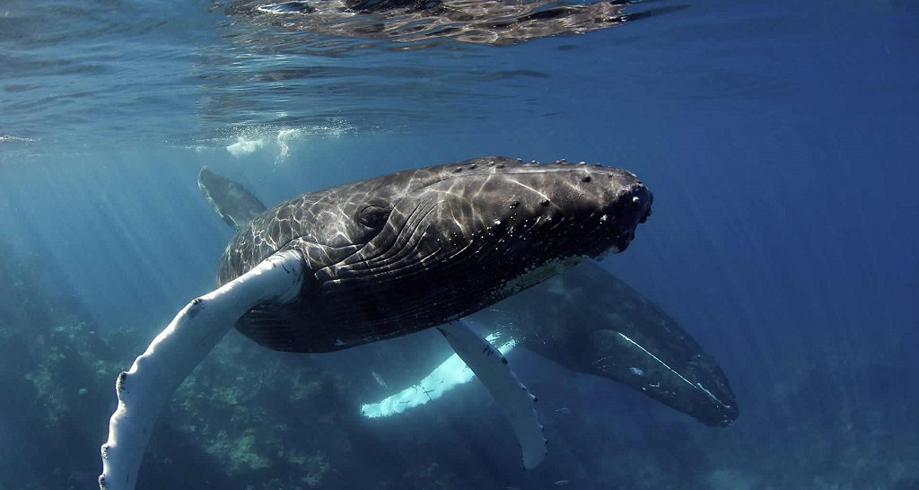 Snorkelen Dominicaanse Republiek