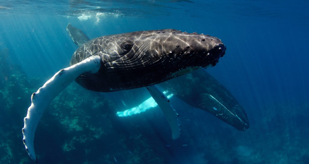 Zwemmen met walvissen, Walvissen spotten in de Dominicaanse Republiek