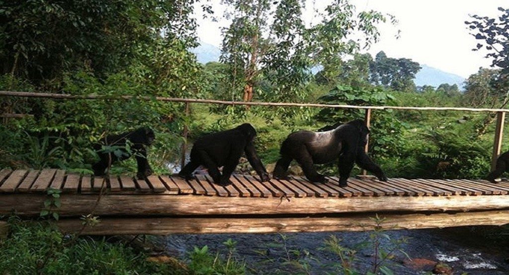 Gorilla's, Mahogany Springs Lodge