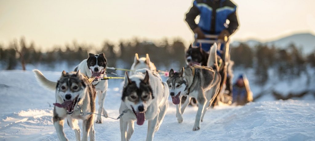 Husky safari Malangen