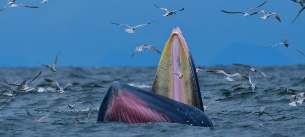 Bryde's walvis, Malediven - Shutterstock