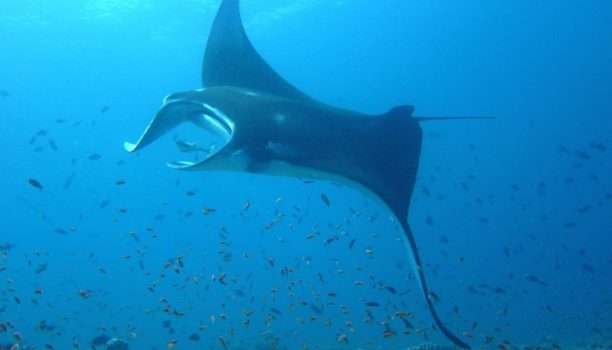 Mantarog