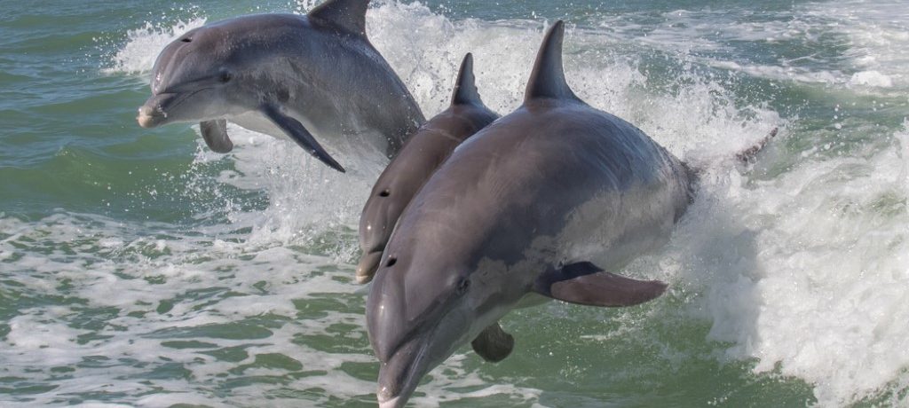 Tuinmelaar, dolfijn, Malediven - Shutterstock